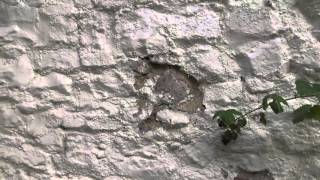 Plastic masonry paint  how it destroys walls [upl. by Atel207]