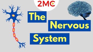 What is the Nervous System  Nervous System Basics [upl. by Nihhi785]