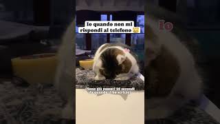 Che cattivo 😿😿😿😹😹😹😻😻😻catmeme catlover gattitaliani gattini amoremio amore ioete siamonoi [upl. by Innis]