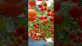 Growing Tomatoes in plastic bottles for high yields surprisingly easy garden grow shorts plant [upl. by Marguerita]