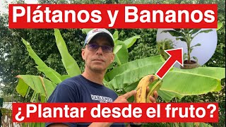 ¿Cómo Germinar un Plátano Desde La Fruta Pregunta de la Semana 6 [upl. by Doraj]