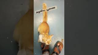 Adavadi settai poonai 🐈😺 [upl. by Orestes]