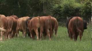 Limousin  Quality Irish Livestock [upl. by Ennove]