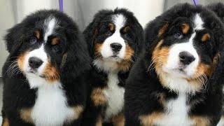 Tiny Balls Of Serotonin  Bernese Mountain Dog Puppies [upl. by Rey]