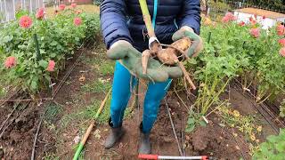 Prepare to remove your dahlia tubers for winter storage  Growing Dahlias  Overwintering Dahlias [upl. by Anassor]