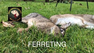 Ferreting for rabbits [upl. by Alodie]