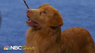 National Dog Show 2023 Sporting Group Full Judging  NBC Sports [upl. by Ecire]