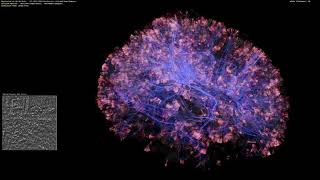 167 Million Neurons Visual System High Quality Rendering [upl. by Eneleh515]