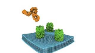 Antibody binding to a receptor [upl. by Yobybab]