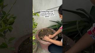 Inpot composting benefitsofcomposting shortsindia mangoplants jamun saplings terracegarden [upl. by Yekcor]