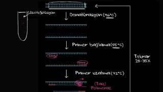 Polimeraz Zincir Reaksiyonu  PCR Biyoloji  Biyomoleküller [upl. by Geraud]