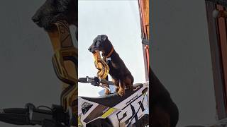 motocross mechaniclife mechanic doglover bikemechanic gasgas smartdog motocrosslifestyle [upl. by Erlandson130]