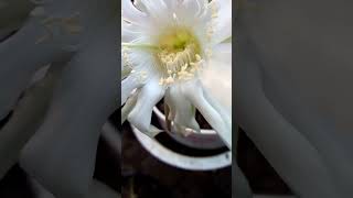 ECHINOPSIS TUBIFLORA [upl. by Michon363]