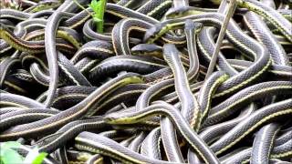 NatureNorthcoms Snakes Alive Video [upl. by Eugatnom]