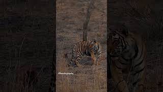 Arrowhead cut they to help in hunting barshaphotography tiger wildlifephotoghraphy ranthambore [upl. by Petigny430]