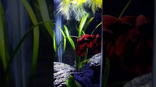 Rose tail betta fish tank song newsong tseries adeniumlover aquarium aqualove stethacanthus [upl. by Dimond960]