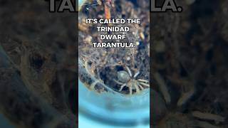 This Tarantula is Tiny AF [upl. by Bonar]