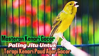 Kenari gacor panjang Cuit Cuit EMOSI Pancingan Kenari Paud Belajar Bunyi terapi AMPUH Kenari MACET [upl. by Oznol]