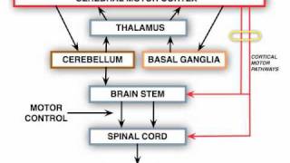 Anatomy Motor Exam Upper Motor Neuron Lesion [upl. by Nibuz]