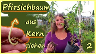 Pfirsichbaum aus Kern ziehen Teil 2 │ 2 Methoden im Vergleich │Sind die Kerne gekeimt [upl. by Ycrem872]