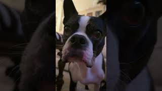 Howdy⛵️ bostonterrier dog dogbreed sailor howdy [upl. by Maeve808]