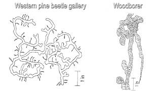 Bark Beetles Part 2 Bark Beetles in Pine [upl. by Iek]