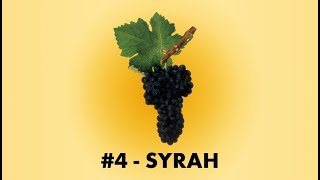 Cépage Sorcier 4  La Syrah [upl. by Nnylyram]