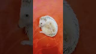 🦔🦔🦔floraandfauna animals funny cute [upl. by Claudelle]