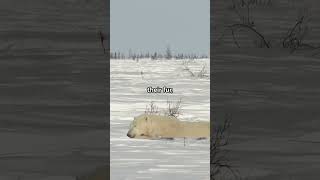 Unknown Truth About Polar Bears’ Skin Color facts polarbears polarbearfacts [upl. by Scandura]