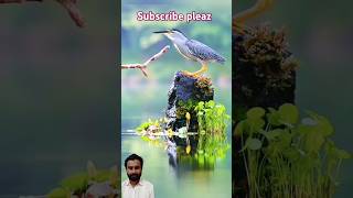 Butifull Bird eating fish shorts videos raction video birdFish [upl. by Darwin580]