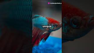 Amazing Facts About Siamese Fighting Fish fish sea ocean [upl. by Feinberg]