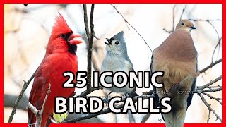 25 Iconic Bird Sounds [upl. by Agbogla]