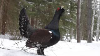 Tjäder capercailzie grouse Tetrao urogallus [upl. by Yenohtna437]