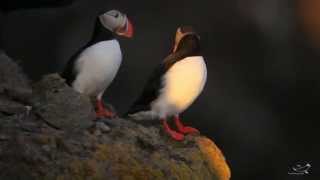 Papageitaucher  Puffin  Lundi  Fratercula arctica [upl. by Browne134]