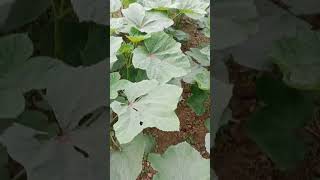 Okra plant my home gardengreenshort [upl. by Nyrmak]