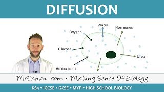 Diffusion  GCSE Biology 91 [upl. by Trauts249]