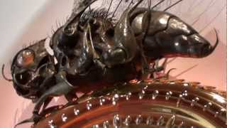 The Midsummer Chronophage at the National Museum of Scotland Edinburgh [upl. by Ivana]