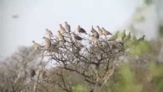 Amazing Dove Hunt [upl. by Kloman]