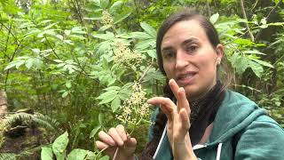 All about Red Elder Flowers berries toxicity and uses [upl. by Oramlub]