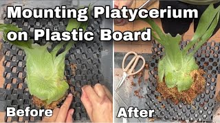 Mounting Platycerium  Staghorn Fern on Drainage cell [upl. by Clercq]