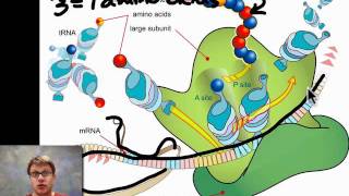 Unit 5 Review  Genetics [upl. by Bohlin929]