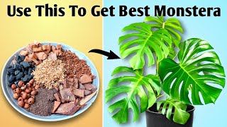 Grow Your Monstera Plant Faster  Monstera Plant Care [upl. by Sally]