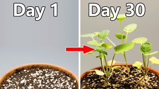 Growing Baby bok choy From Seed30 Days Timelapse [upl. by Xenia]