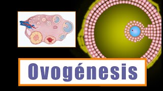 Ovogénesis y Desarrollo folicular ¿Cómo se forman los ovocitos [upl. by Silsby]