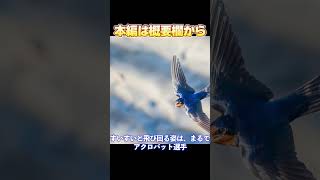 【本編は概要欄から】「ツバメってどんな鳥？可愛い姿と驚異のスピードの秘密」世界の犬猫動物CHshorts [upl. by Postman]