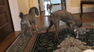 Two Poodles Rescued [upl. by Nacim]