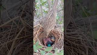 Common Babbler Nesting SecretsCommonBabbler Nature shorts [upl. by Hermione966]