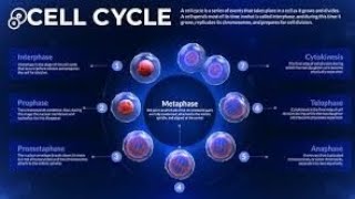 cell cycle and cell division physics wallah notes cell cycle and cell division full chapter [upl. by Nuoras]