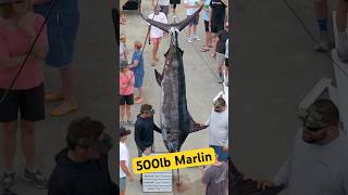 500 Pound Marlin Caught In the Carolinas  fishing marlinfishing fishingvideo [upl. by Kalli]