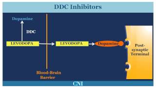 Understanding Parkinsons Disease Including Direct and Indirect Pathways [upl. by Jephum234]